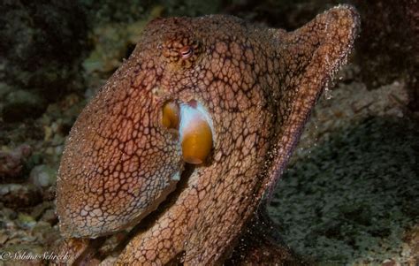 Octopuses: The Masters of Camouflage | Panama Dive Center | Coiba ...