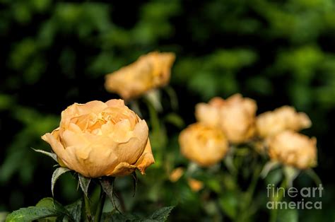 October Rose Photograph by David Hollingworth - Fine Art America