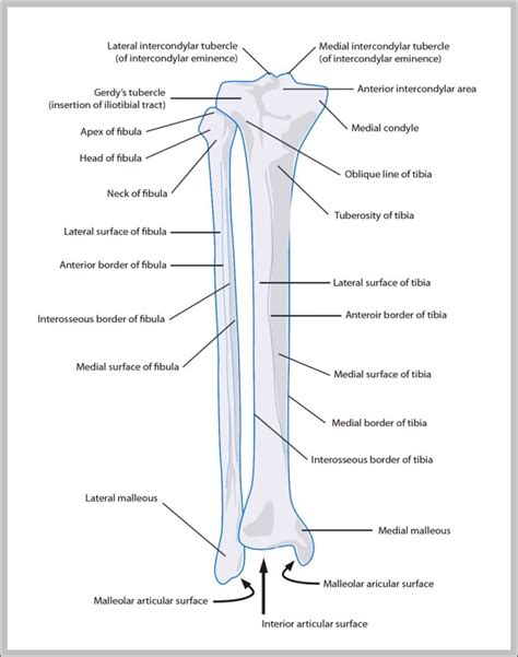 lower leg bones 1024×1350 | Anatomy System - Human Body Anatomy diagram ...