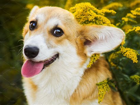 Funny face Welsh Corgi in yellow | High-Quality Animal Stock Photos ...