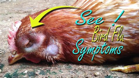 Bird Flu Symptoms In Poultry