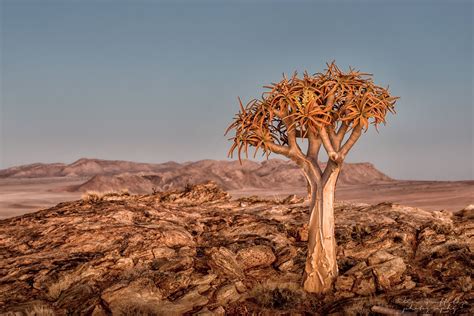 Desert tree,Namibia, Namibia