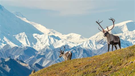 The Complete Guide to Denali National Park Wildlife