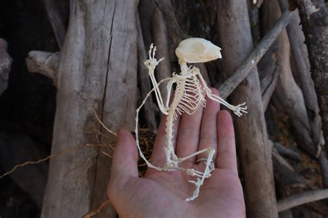 Baphomet - Articulated Sugar Glider Skeleton – Freyja's Forest