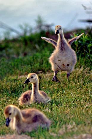 Waterfowl Photography Tips