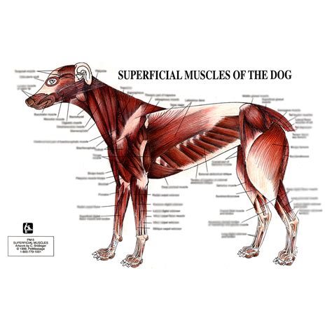 PetMassage™ Chart #5: Superficial Muscles of the Dog · PetMassage ...