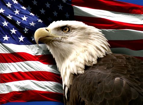 Bald Eagle American Flag Photos | Image Wallpapers HD