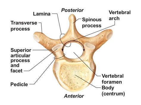 Spine Anatomy (Clinical) - Bone Fit™