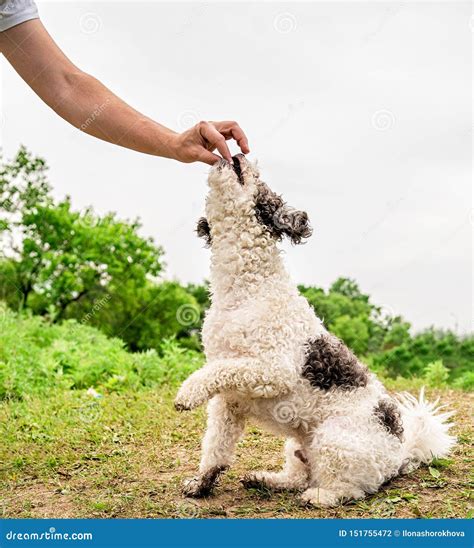 Cute Bichon Frise Dog Sitting on Green Grass Training with the Owner ...