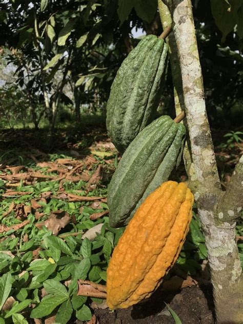 Cacao Tour & Workshop - Nortico Cacao Farm