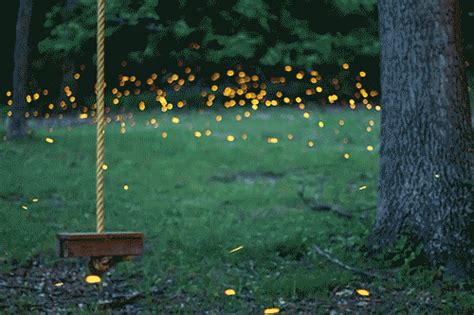 Timelapse Scenes of Swarming Fireflies by Vincent... | Colossal