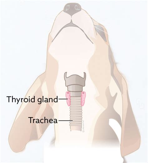 Where Is The Thyroid Gland Located In A Dog