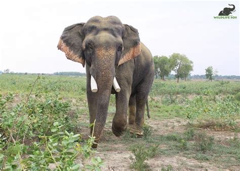 "Decoding the Enigma: Distinguishing Tusks and Tushes in Asian ...