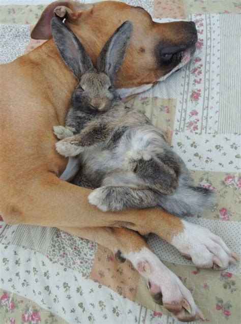 a picture of pretty dog and rabbit sleeping together | Animal Lover ...