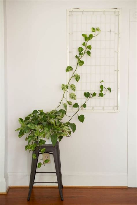 Amazing Life Plant Decorations Indoors | SHAIROOM.COM | Plantas ...