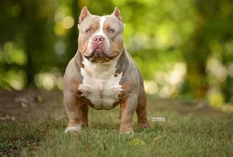 Temperamento do american bully micro - MICRO BULLY