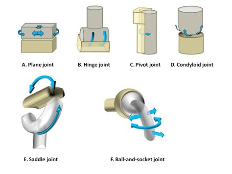 joints | Synovial joint, Anatomy and physiology, Physiology