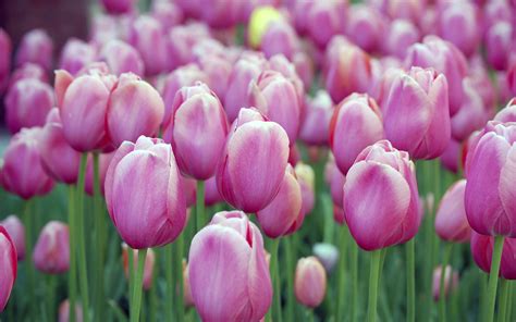 Free Wallpaper Of Flowers: Beautiful Pink Tulips Of Holland | Free ...