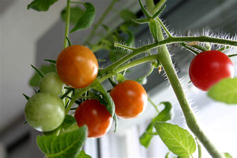 The Apartment Harvest! 6 Vegetables That Grow Well Indoors