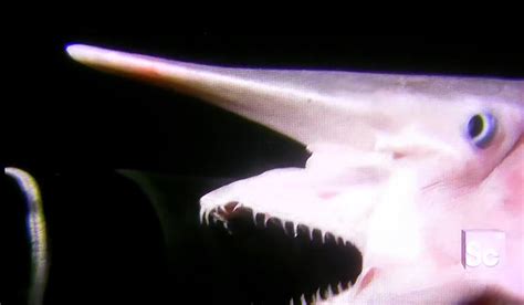 Goblin Shark Jaw Gif