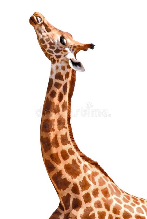 Isolated giraffe. Isolated profile head and neck giraffe , #ad, # ...