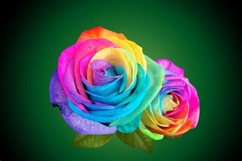 Multicolor Rainbow Roses With Green Leaves Wallpaper ~ Artline : Feel ...