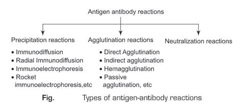 Antigen Antibody Reactions - Biology Ease