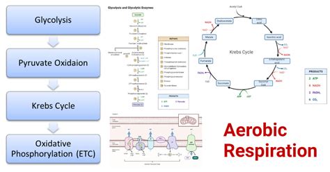 Aerobic Respiration- Definition, Steps, ATP Yield, Diagram, Uses