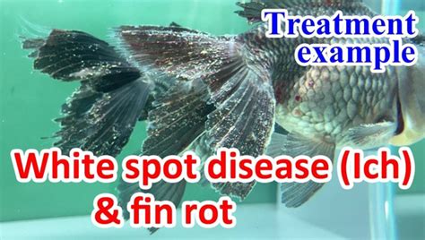 Ultimate Betta Fish Fin Rot care: Causes And Treatment |2024