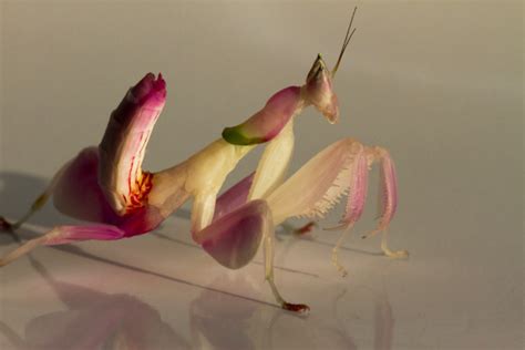 Orchid mantis’ astonishing camouflage isn’t especially orchid-like ...