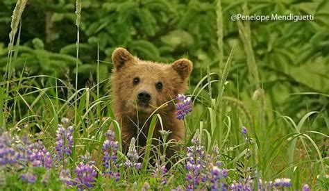 Alaska Homestead Lodge Bear Viewing in Lake Clark National Park, Kenai ...