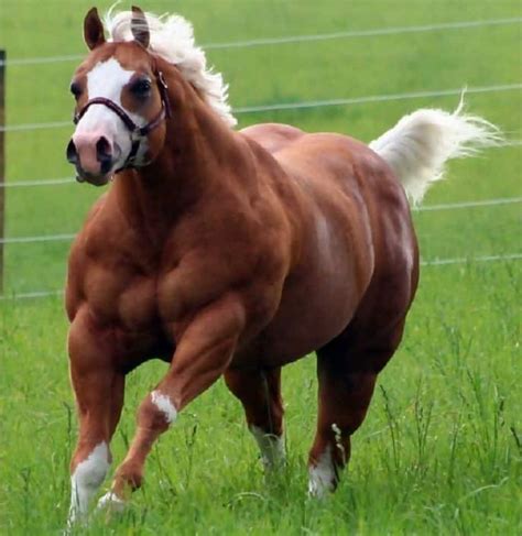 Most Muscular Animals