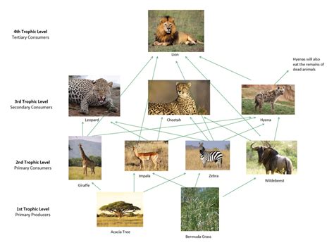 What Does A Lion Eat Food Chain - What Do Lions Eat | Lions Diet / What ...