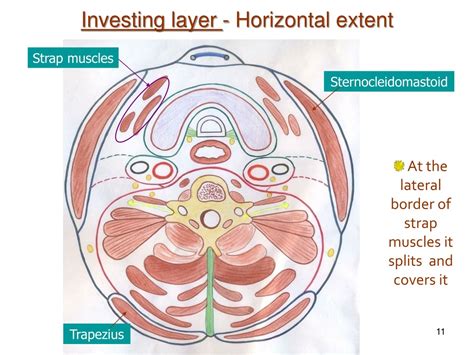 PPT - DEEP CERVICAL FASCIA PowerPoint Presentation, free download - ID ...