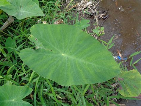 Taro Leaves With Natural Background Grown For Edible Corms Photo And ...