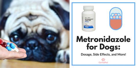 Metronidazole for Dogs: Dosage, Side Effects, and More! | CertaPet