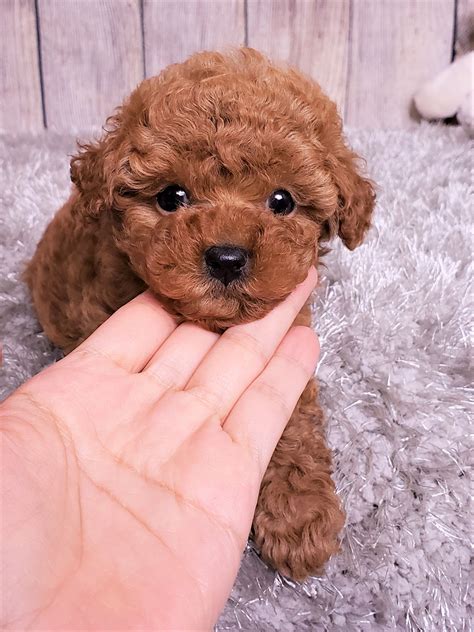 Dollface the Teacup Poodle ($3,000) - Top Dog Puppies