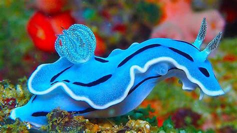 Nature is Lit on Twitter: "🔥 An extraordinarily blue nudibranch… " Cool ...