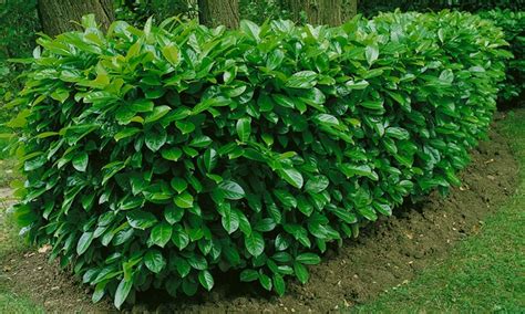 Cherry Laurel Hedge Plants | Groupon