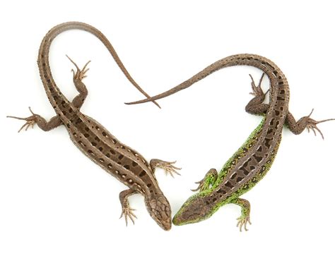 Reptile Anatomy – Fun Facts! - Vital Pet Club - Expert pet advice from vets