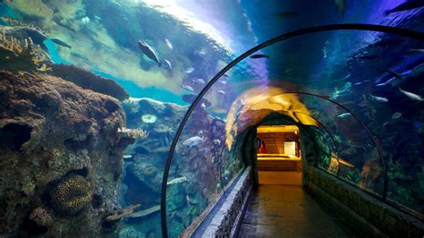 Shark Reef at Mandalay Bay in Las Vegas, Nevada | Expedia.ca