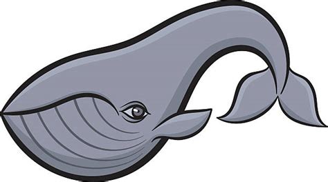 grey whale clipart 10 free Cliparts | Download images on Clipground 2024