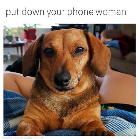 Pin by .. on Dachshunds | Funny dachshund, Dachshund memes, Dachshund ...