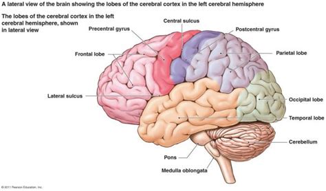 Cerebellar Disorders