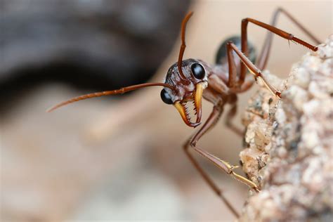 Ants: identification and control | Agriculture and Food