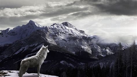 4K Wolf Wallpaper (43+ images)