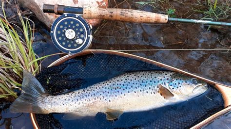 Scientists Make Genetic Map of Lake Trout