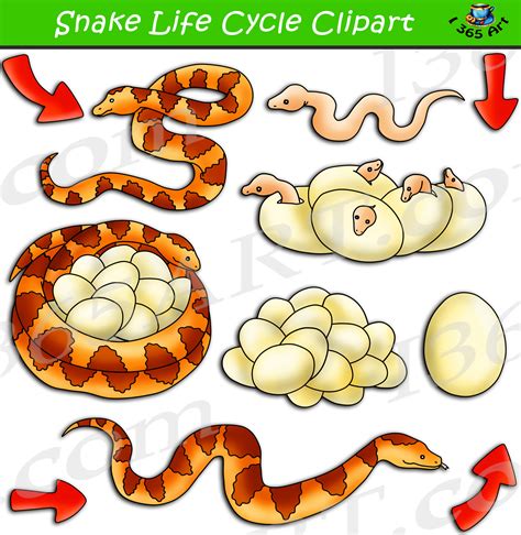 Snake Life Cycle Clipart Set Download - Clipart 4 School