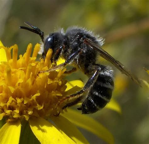 Black bee, white stripes - Hoplitis - BugGuide.Net