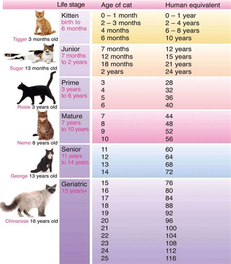 Cat Age Chart | Wiki | Warriors Amino